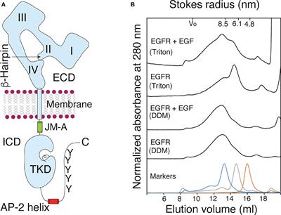 Allosteric activation of preformed EGF receptor dimers by a single ligand binding event